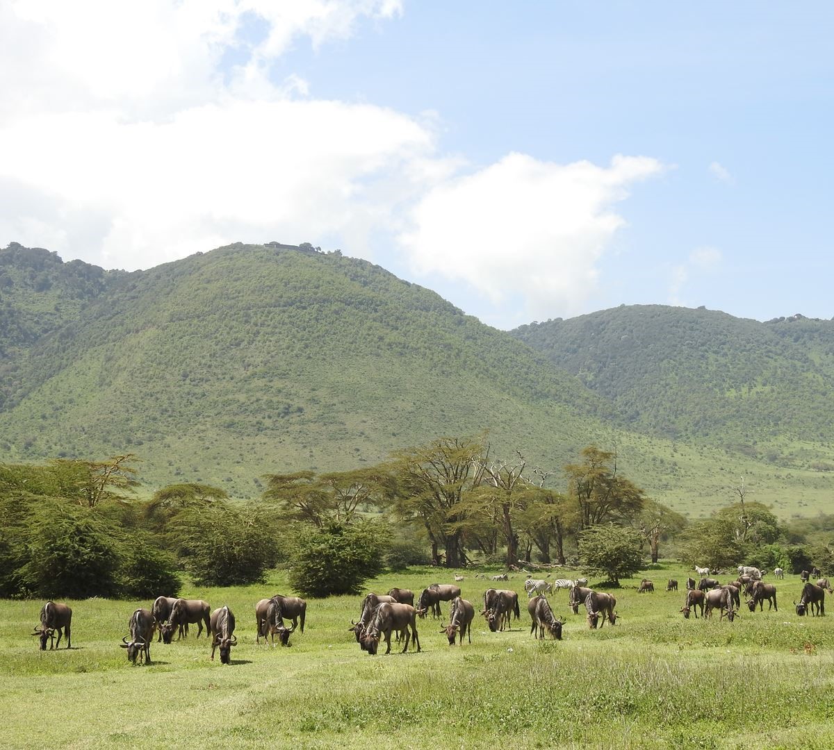 1-Day Tanzania Royal tour safari packages